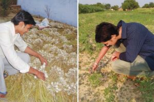 Farming Tasks : मई माह में खेती के ज़रूरी काम