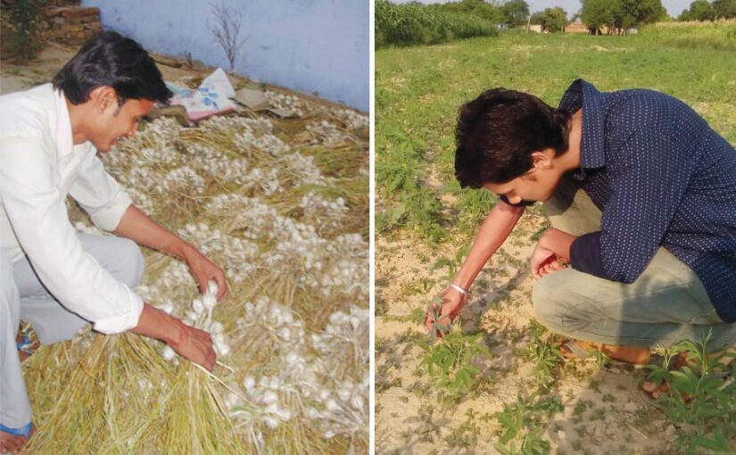 Farming Tasks : मई माह में खेती के ज़रूरी काम