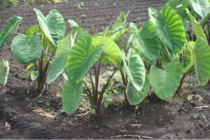 Arvi Crop : अरवी की फसल का कीड़ों व रोगों से बचाव
