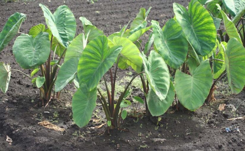 Arvi Crop : अरवी की फसल का कीड़ों व रोगों से बचाव