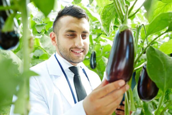 Brinjal : बैगन की खेती