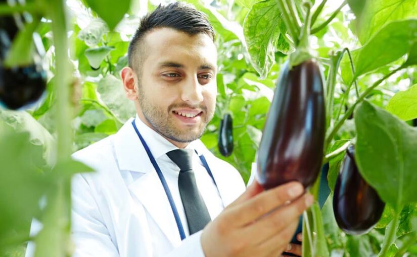 Brinjal : बैगन की खेती