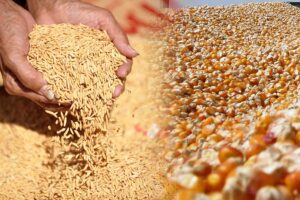 Rice Maize