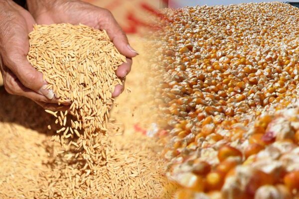 Rice Maize : चावल और मक्का की बढ़ी पैदावार