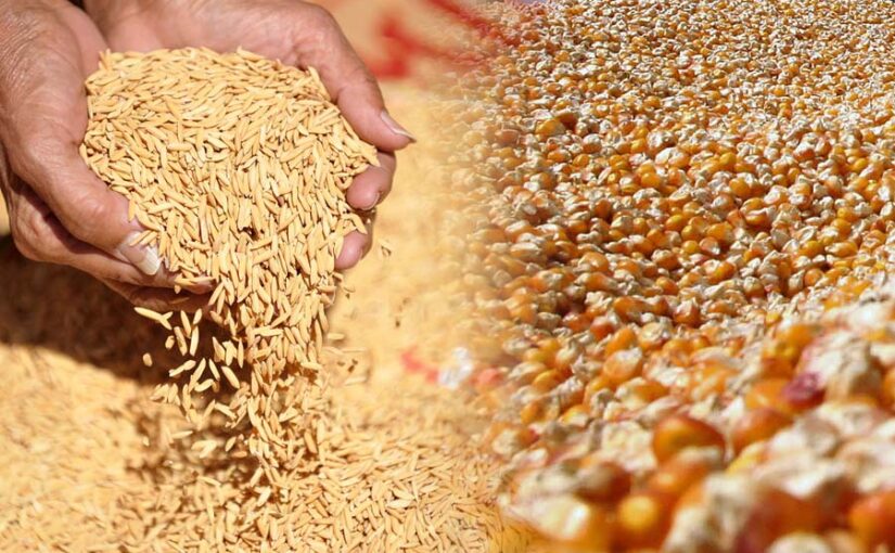 Rice Maize : चावल और मक्का की बढ़ी पैदावार