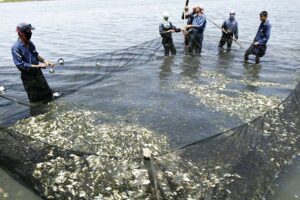 Fish Transportation: मछलियों की आवाजाही के लिए होगा ड्रोन का इस्तेमाल