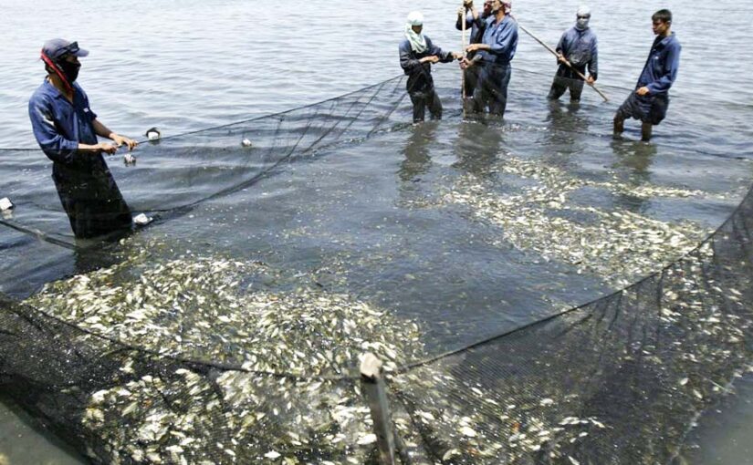 Fish Transportation: मछलियों की आवाजाही के लिए होगा ड्रोन का इस्तेमाल