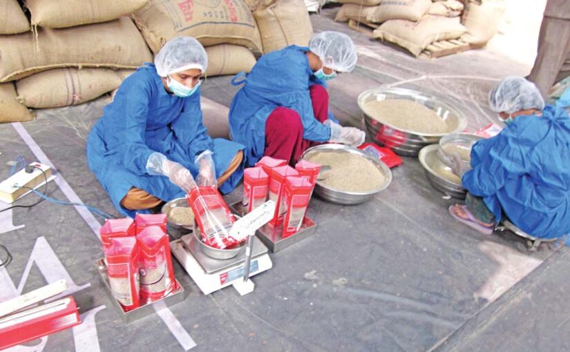 Cumin : जीरा फसल सही देखभाल से अच्छे दाम