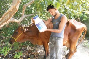 Animal Problems : पशुओं की कुछ आम परेशानियां खास इलाज