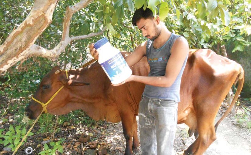 Animal Problems : पशुओं की कुछ आम परेशानियां खास इलाज