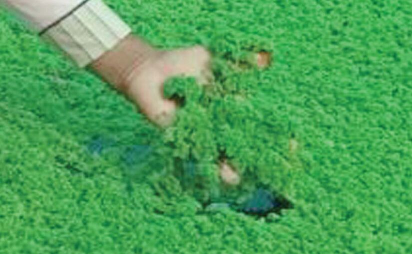 पशुओं का संतुलित आहार (Balanced Diet) और कुल मिश्रित राशन