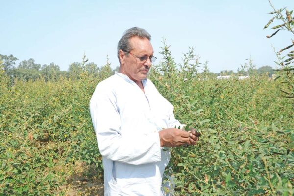 Pulse Crops
