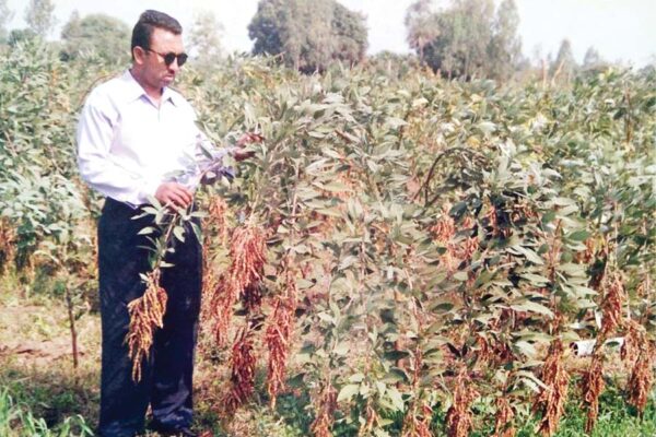 Pulse Crops
