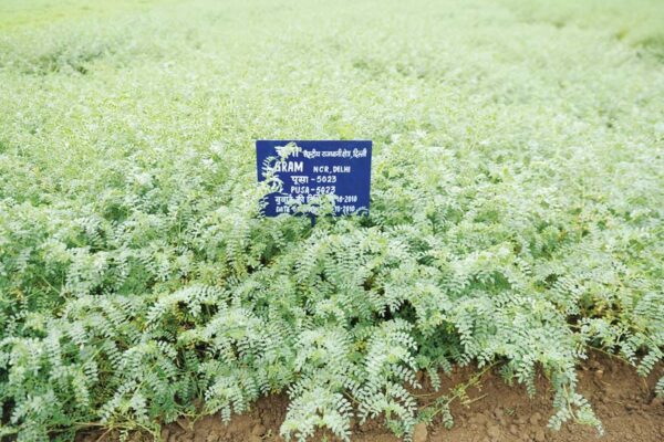 Pulse Crops