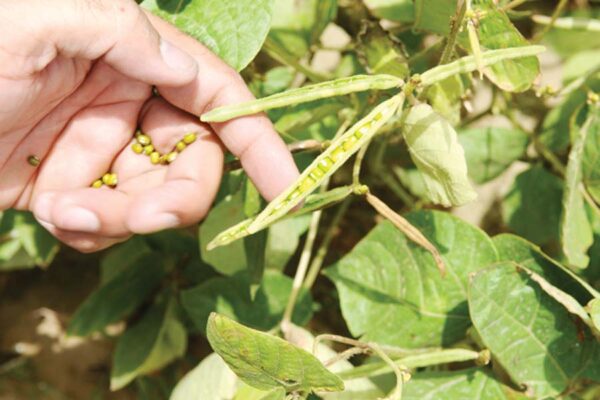 Pulse Crops