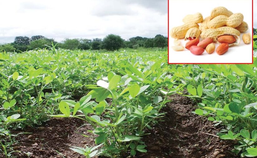 Peanuts : मूंगफली की खेती और रोग प्रबंधन