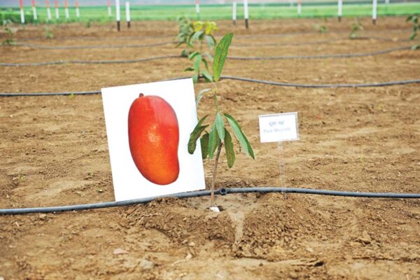 Orchard