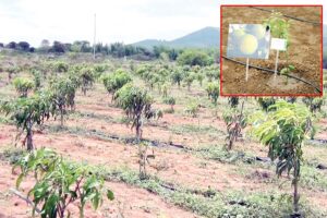 Orchard : वैज्ञानिक विधि से फल उद्यान लगाएं