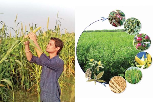 Crop Rotation : खेती में फसल चक्र का महत्त्व