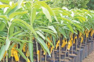 Orchards: लीची, आम, आंवला व अमरूद के बागों की रोपाई