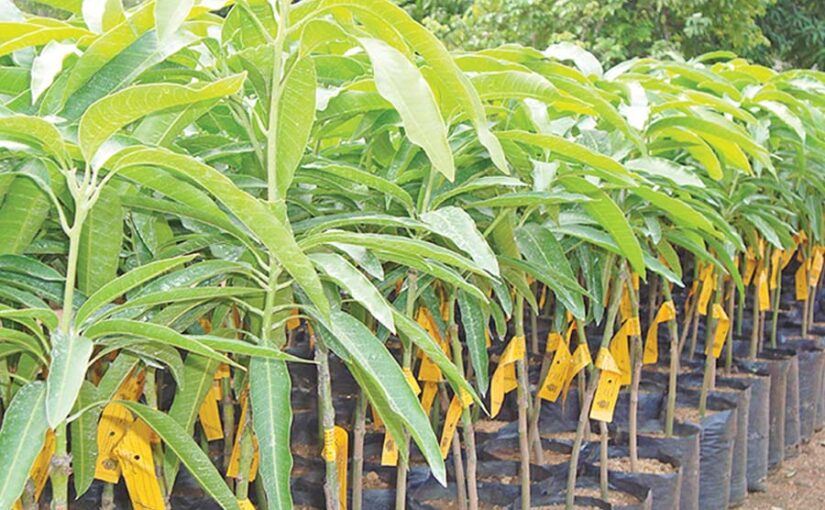 Orchards: लीची, आम, आंवला व अमरूद के बागों की रोपाई