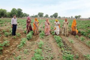 Cotton : कपास के खास रोग और उन का इलाज