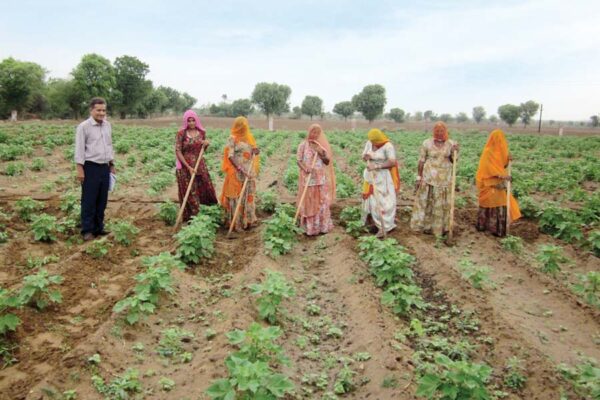 Cotton : कपास के खास रोग और उन का इलाज