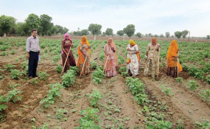 Cotton : कपास के खास रोग और उन का इलाज