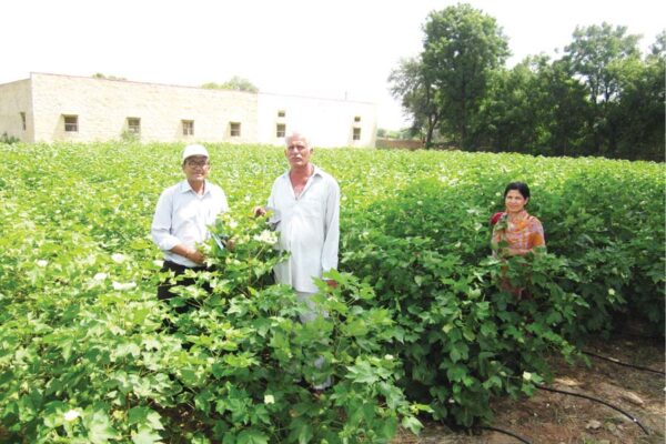 Cotton