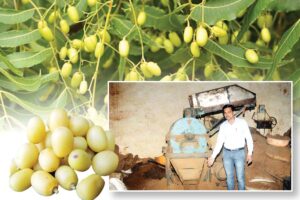 Nimboli : निंबोली से रोजगार