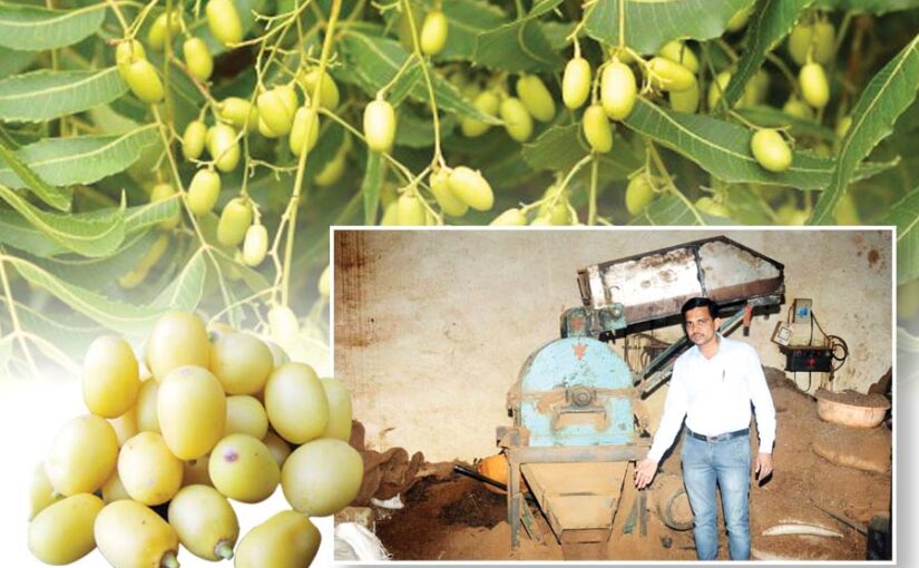 Nimboli : निंबोली से रोजगार