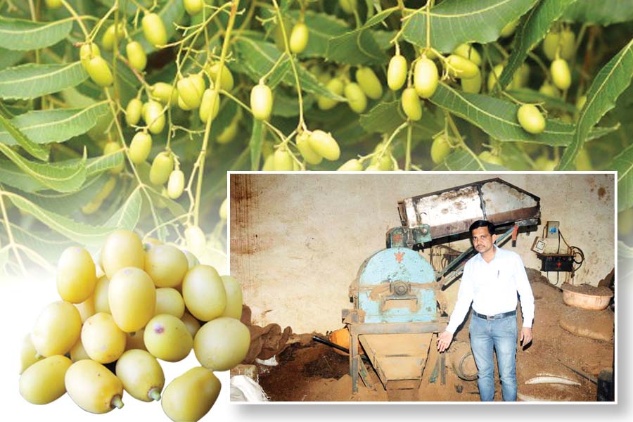 Nimboli : निंबोली से रोजगार