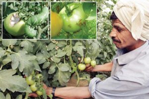 Tomato : टमाटर की फसल का कीड़ों से बचाव