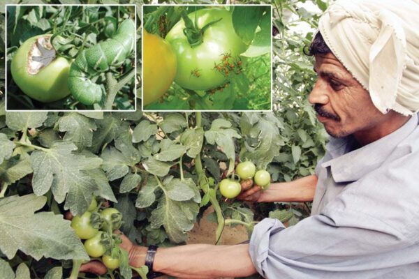 Tomato : टमाटर की फसल का कीड़ों से बचाव