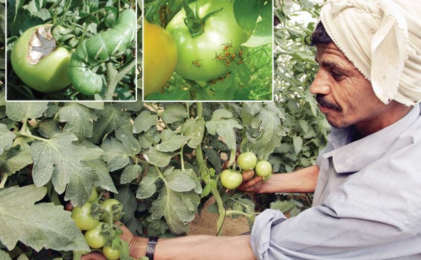Tomato : टमाटर की फसल का कीड़ों से बचाव