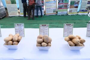 Potato : आगरा में खुलेगा अंतर्राष्ट्रीय आलू केंद्र