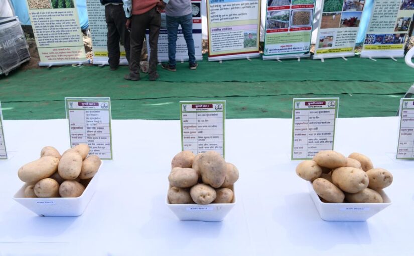 Potato : आगरा में खुलेगा अंतर्राष्ट्रीय आलू केंद्र