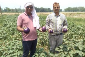 Vegetables : बरसात में उगाई जाने वाली खास सब्जियां