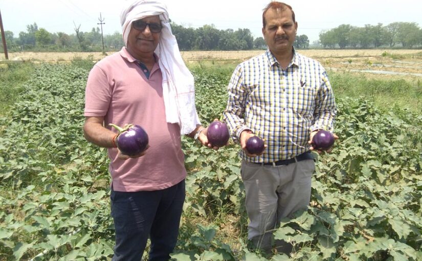 Vegetables : बरसात में उगाई जाने वाली खास सब्जियां