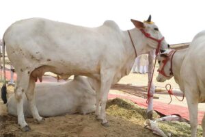 Country Cows : देशी गायें जलवायु परिवर्तन में टिकाऊ दूध उत्पादन की कुंजी