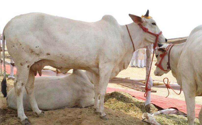 Country Cows : देशी गायें जलवायु परिवर्तन में टिकाऊ दूध उत्पादन की कुंजी