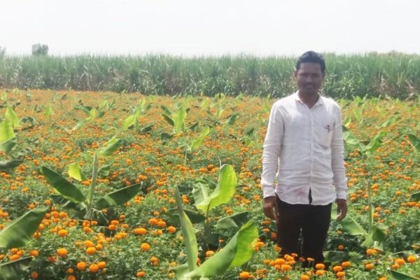 Crop Management : फसल विविधीकरण खेती में फसल प्रबंधन?