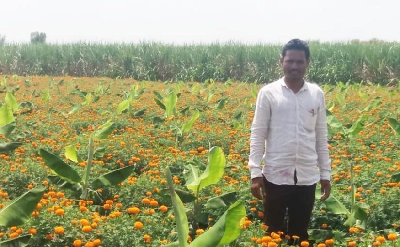 Crop Management : फसल विविधीकरण खेती में फसल प्रबंधन?