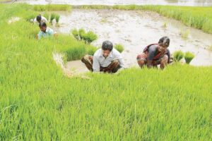 Agricultural Work : जून माह के कृषि कार्य