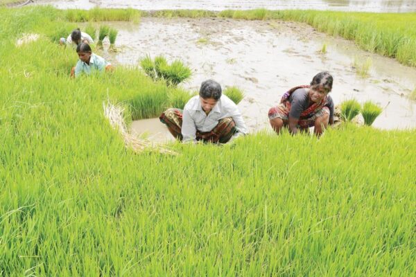 Agricultural Work : जून माह के कृषि कार्य