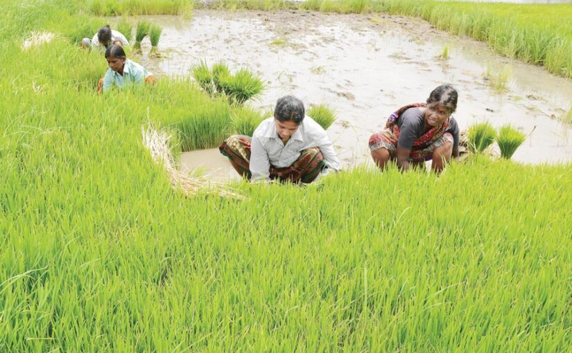 Agricultural Work : जून माह के कृषि कार्य