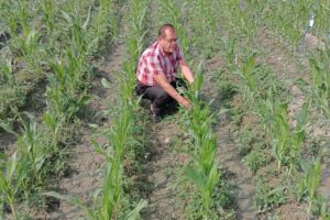 खरीफ में कैसे लें मक्का (Maize) फसल से अच्छी पैदावार