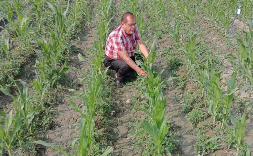 खरीफ में कैसे लें मक्का (Maize) फसल से अच्छी पैदावार