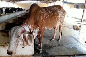 Animal Health : क्या आप का पशु बीमार है ?
