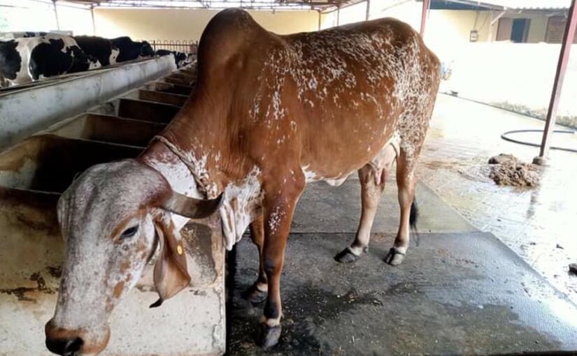 Animal Health : क्या आप का पशु बीमार है ?